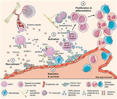 Generation of Myeloid Cells in Cancer: The Spleen Matters